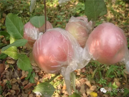 用来保护果实 用来保护果实