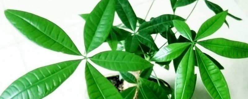 发财树的修剪时间方法 发财树的修剪时间方法
