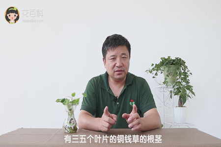 有三五个叶片的铜钱草的根茎 有三五个叶片的铜钱草的根茎