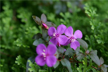 虎颜花怎么繁殖 虎颜花怎么繁殖