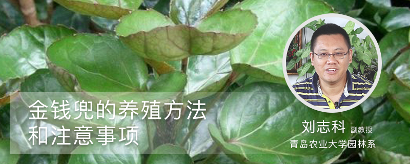 金钱兜的养殖方法和注意事项 金钱兜的养殖方法和注意事项