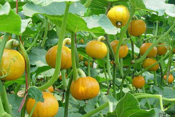 日本南瓜种植技术