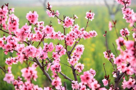 桃花 桃花