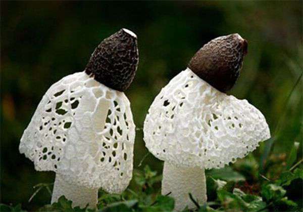 竹荪种植技术