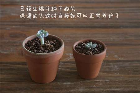白牡丹 白牡丹