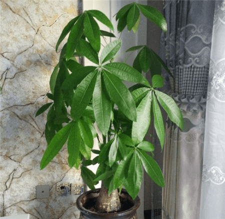 发财树 发财树