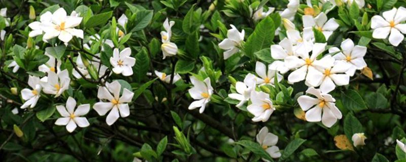 栀子花怎么剪枝防长高 栀子花怎么剪枝防长高