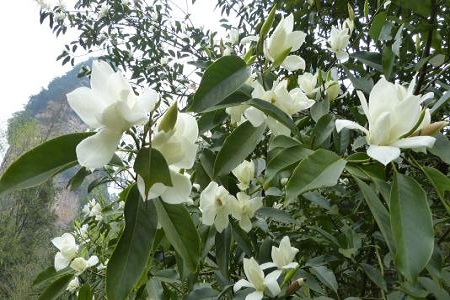 漂亮的白兰花 漂亮的白兰花