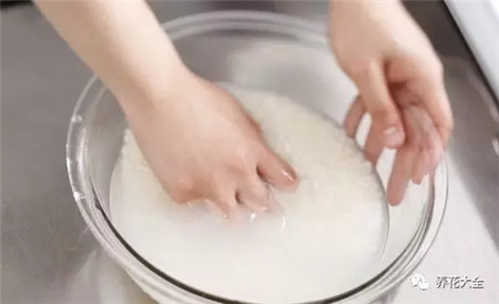 淘米水 淘米水
