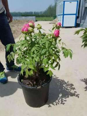 盆栽牡丹的家庭养护技术