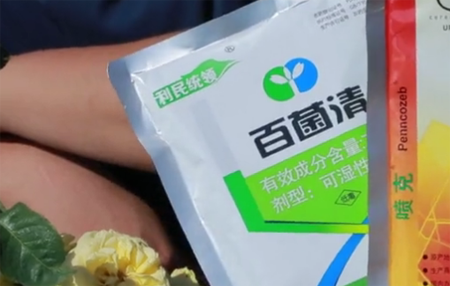 月季常见“黑白红”三种病害如何防治
