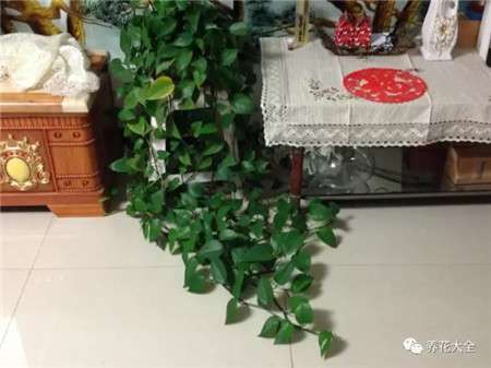绿萝 绿萝