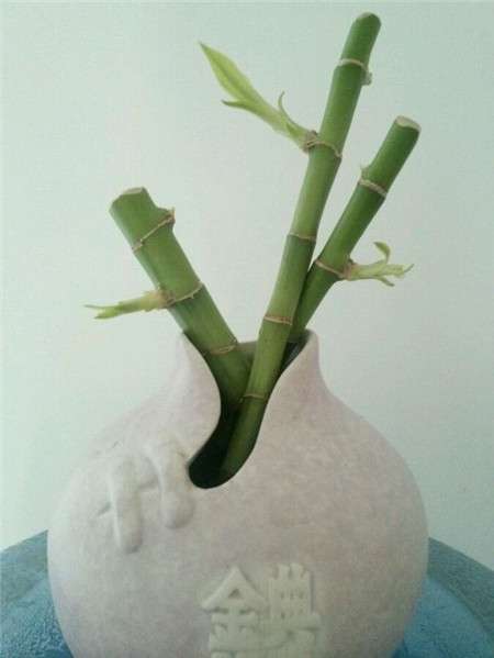 莲花竹有什么作用 莲花竹有什么作用