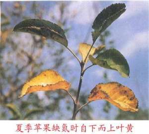 果树苗木叶片发黄？