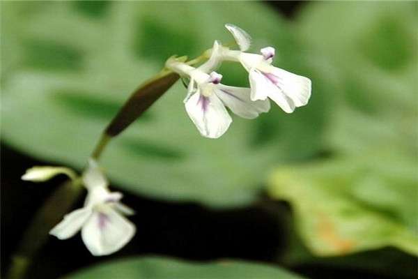 孔雀竹芋开花开花代表什么 孔雀竹芋开花开花代表什么