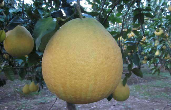 沙田柚种植几年结果？