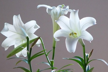 百合花 百合花