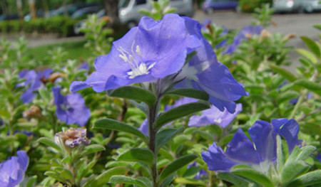 蓝星花花种催芽 蓝星花花种催芽