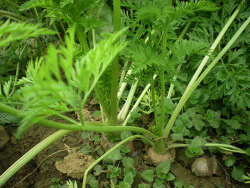 胡萝卜地下害虫生物防治技巧
