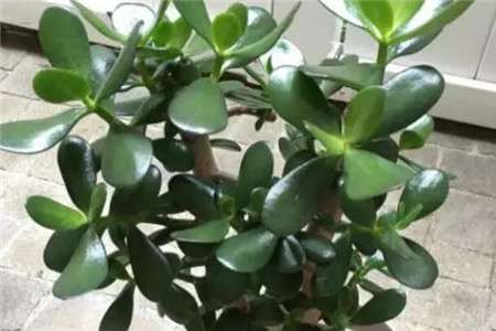 玉树 玉树