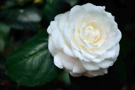 茶花 茶花