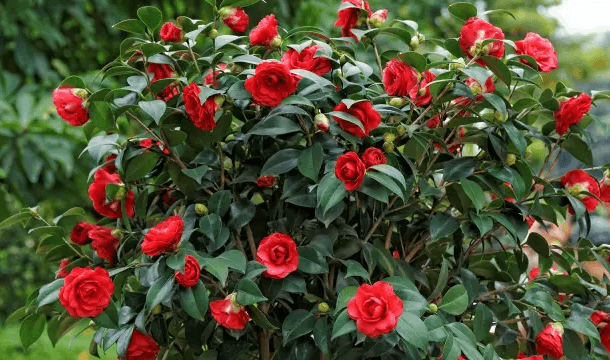 栀子花 栀子花