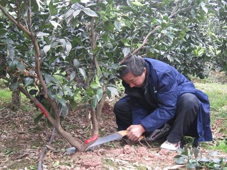 沙糖桔种植技术
