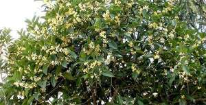 单干桂花栽培技术