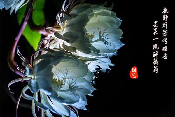 昙花 昙花