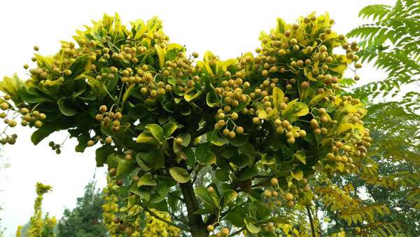(结实的‘黄金甲’植株).jpg