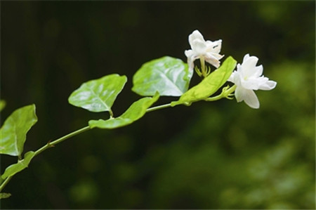 哪些花儿适合室内摆放:茉莉花 哪些花儿适合室内摆放:茉莉花