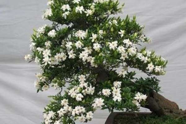 十月“栀子花”这么养,喷点“它”,叶子油绿花开一茬 十月“栀子花”这么养,喷点“它”,叶子油绿花开一茬