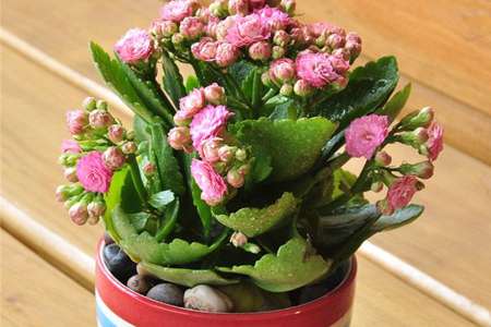 长寿花 长寿花