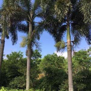 狐尾椰子适合种植在什么样的土壤中？