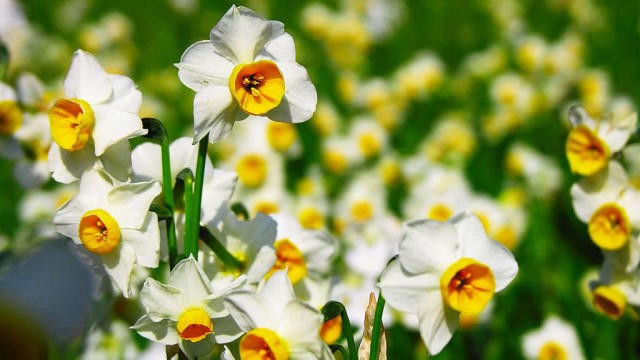 水仙花怎么会养好 水仙花怎么会养好