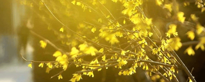 连翘怎么养 连翘怎么养