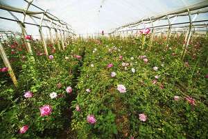 发挥特长自主创业 建起花卉种植合作社