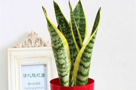 虎皮兰 虎皮兰