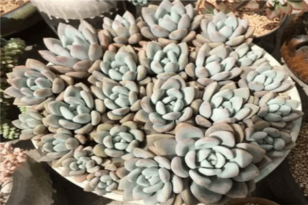叶片肥的多肉 叶片肥的多肉