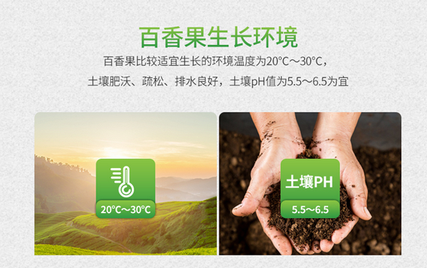 百香果 百香果