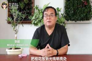 北方桂花夏天怎么养