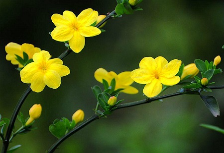 迎春花 迎春花