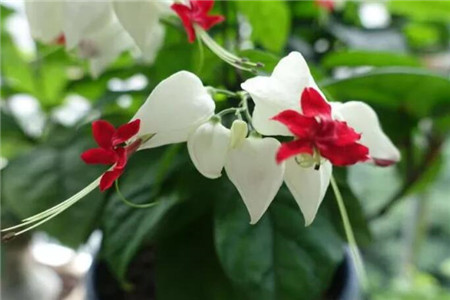 龙吐珠 龙吐珠