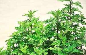 艾草的种植注意事项