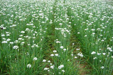 韭菜花怎么种植能高产?