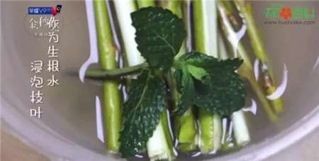 柳树枝条 柳树枝条