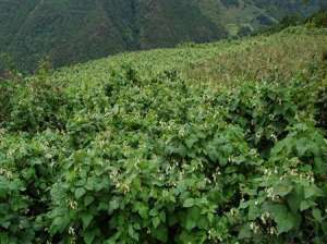 芸豆种植：芸豆花期要注意什么？