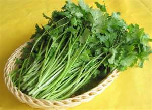 香菜种植：香菜栽培要注意哪些？