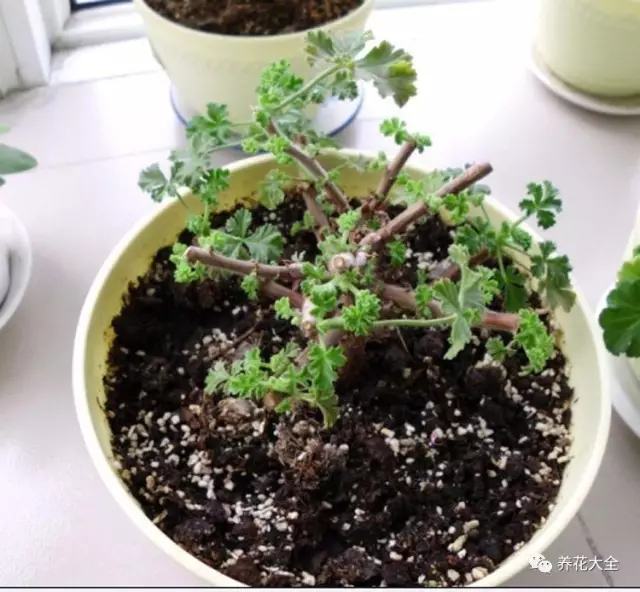 天竺葵修剪2 天竺葵修剪2