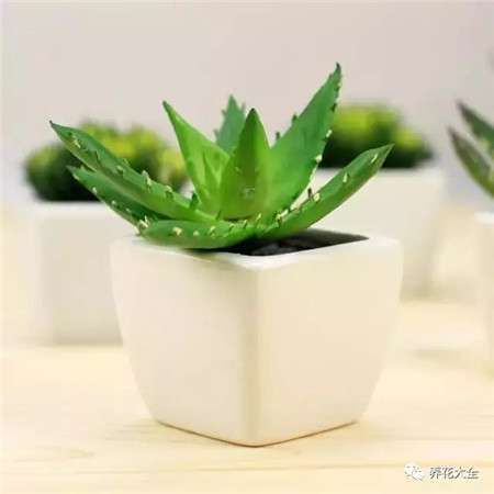 芦荟 芦荟